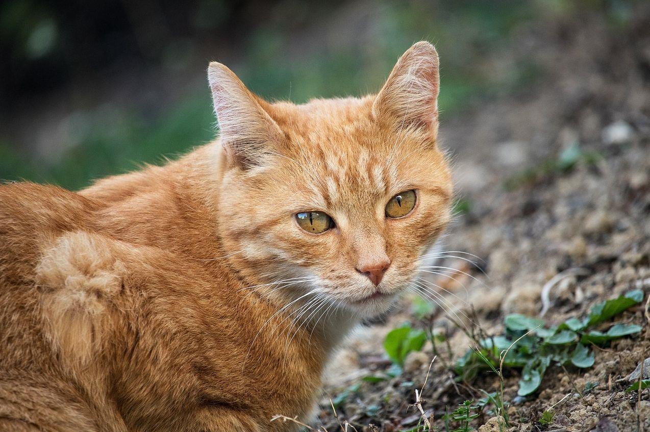 英雄联盟猫咪出装大乱斗怎么玩的