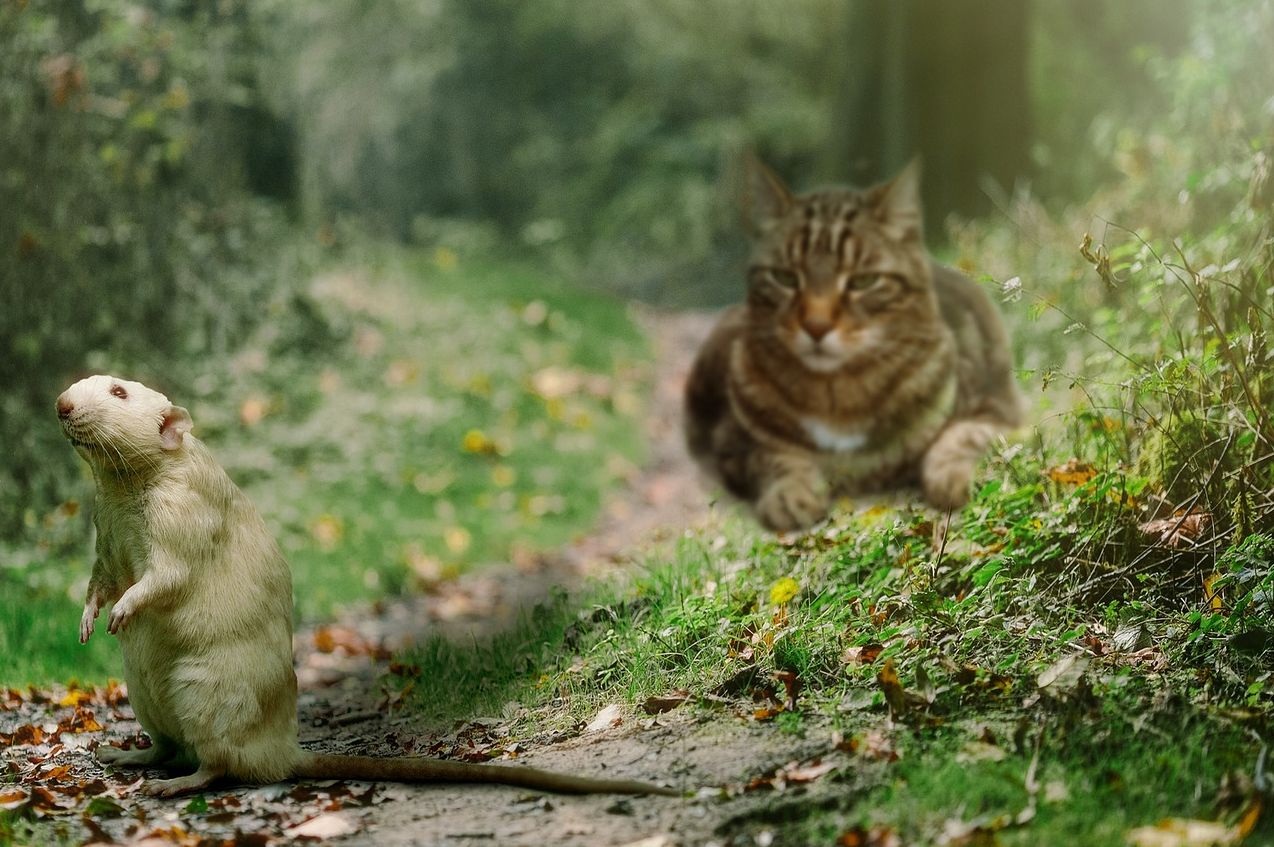 猫和老鼠猜灯谜答案攻略一览