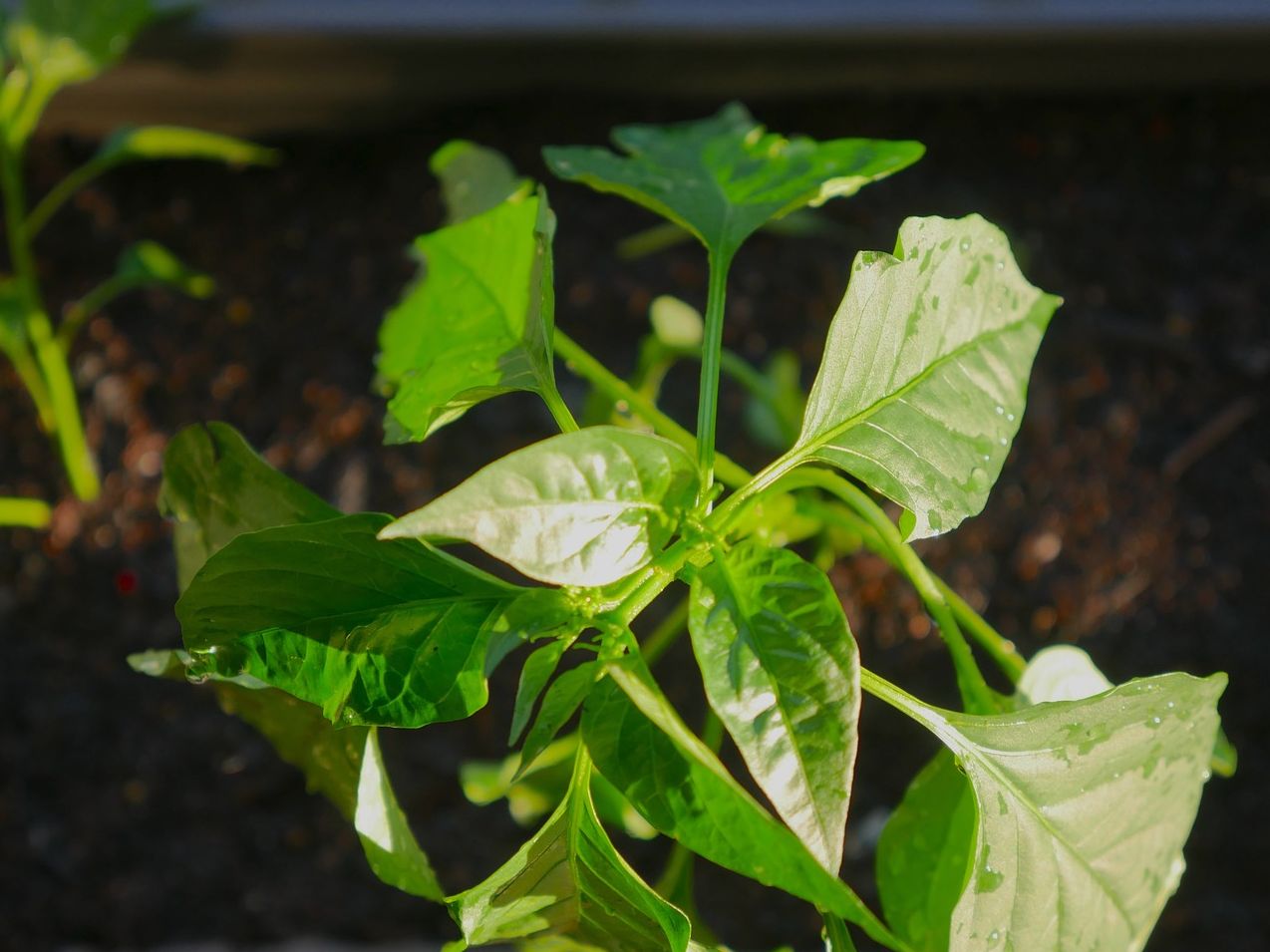 植物保卫战无限叶子攻略一览