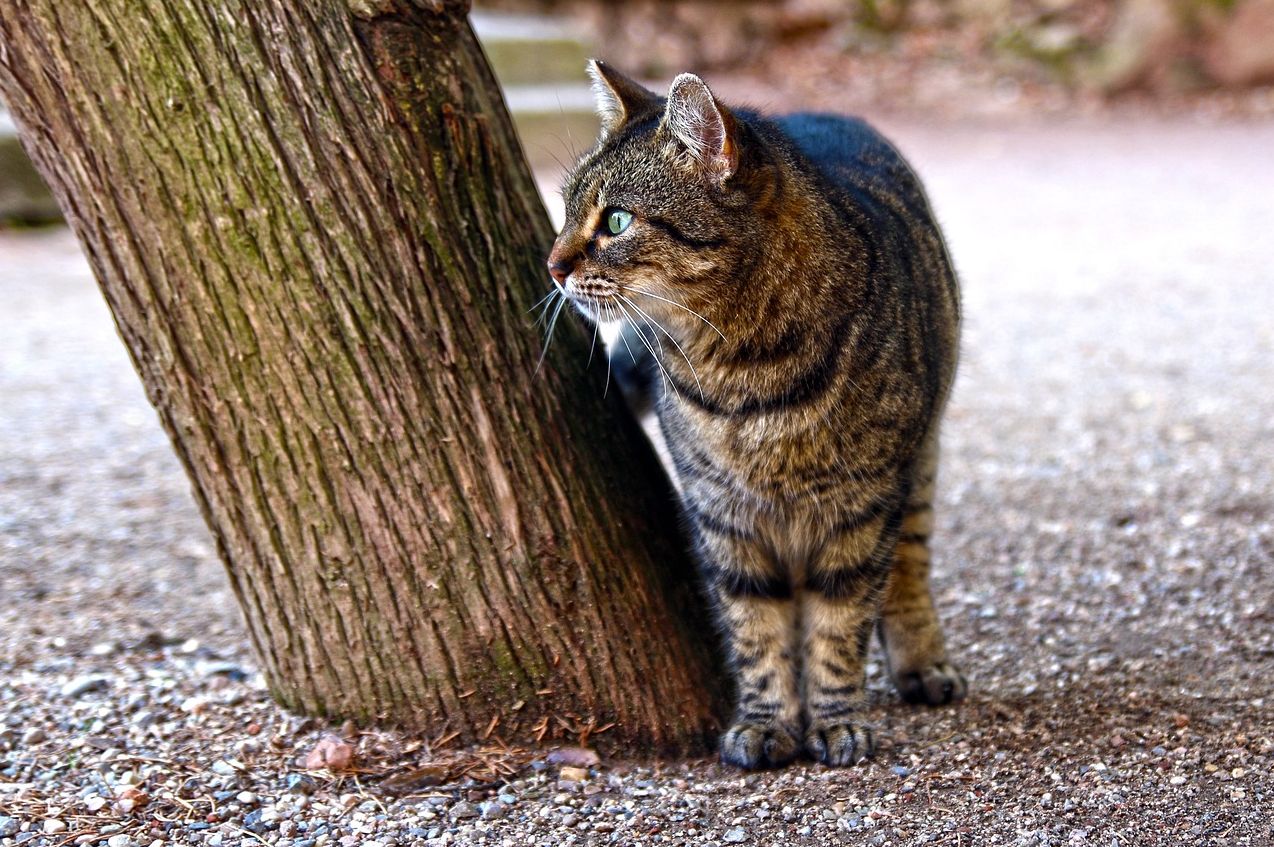 英雄联盟里猴子出装和铭文攻略一览