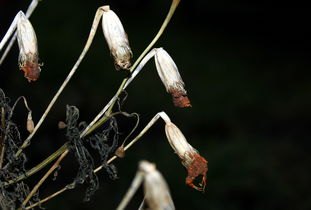 英雄联盟天赋介绍攻略一览