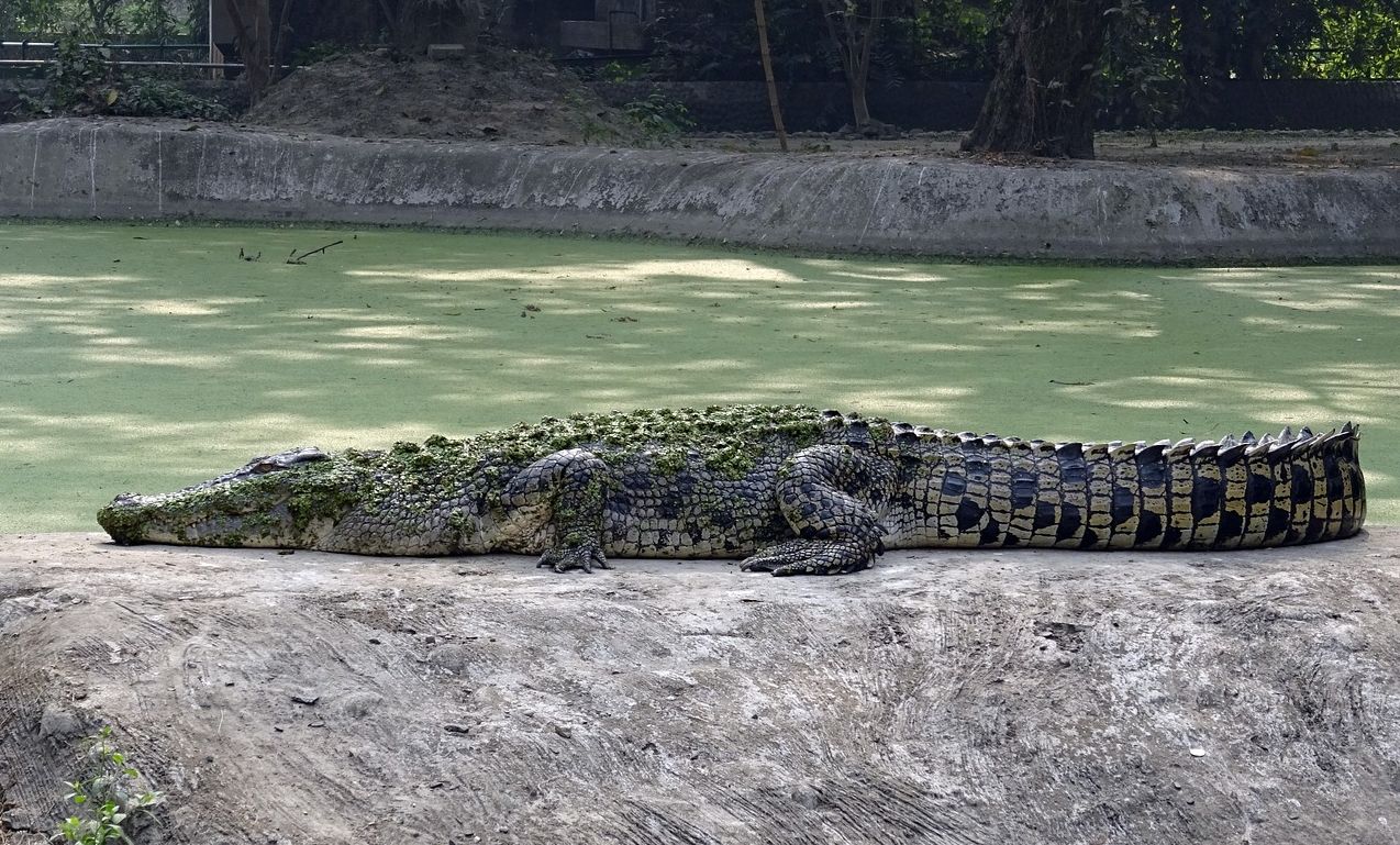 鳄鱼打狗头怎么出装伤害高攻略一览